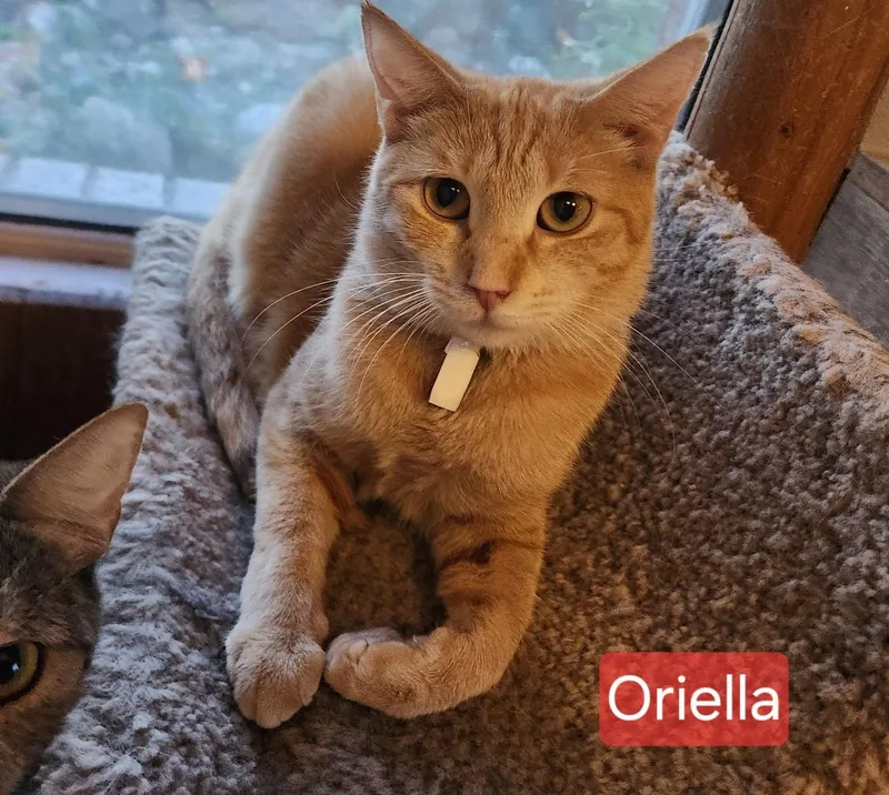 Oriella thumbnail 4