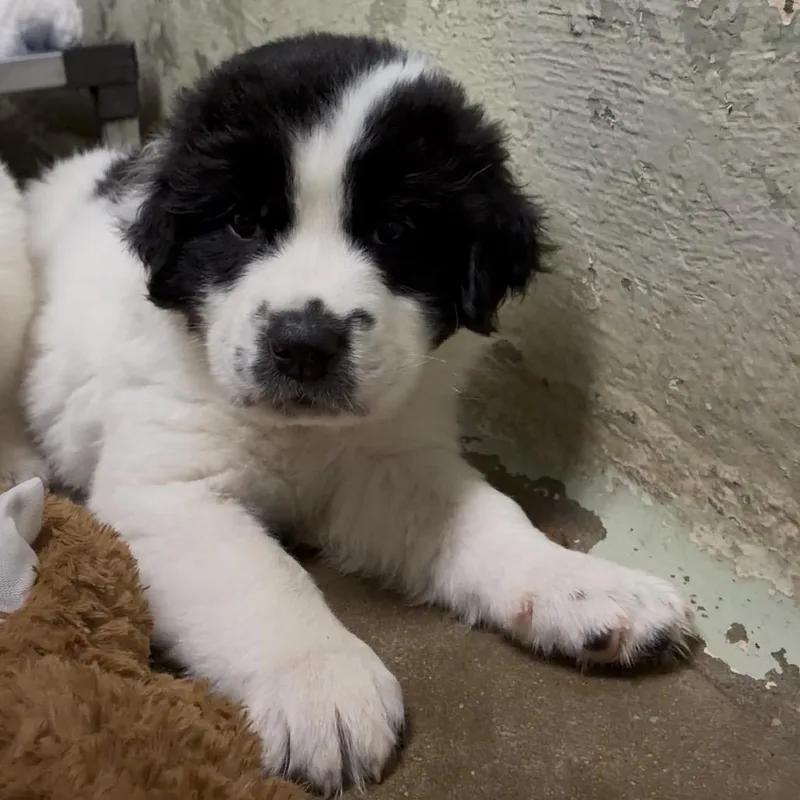 A baby small-sized male Pit Bull Terrier dog named Velcro for adoption in Eureka Springs, AR
