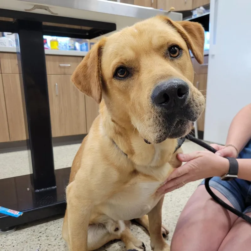 An adult large-sized male Yellow Labrador Retriever dog named Winslow for adoption in Nashville, IN