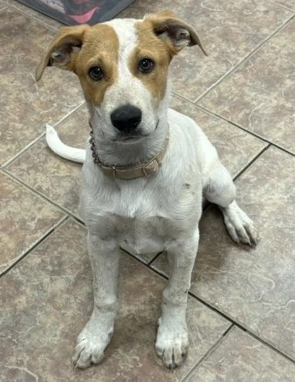 A baby medium-sized male Australian Cattle Dog / Blue Heeler dog named Kale for adoption in Littleton, CO