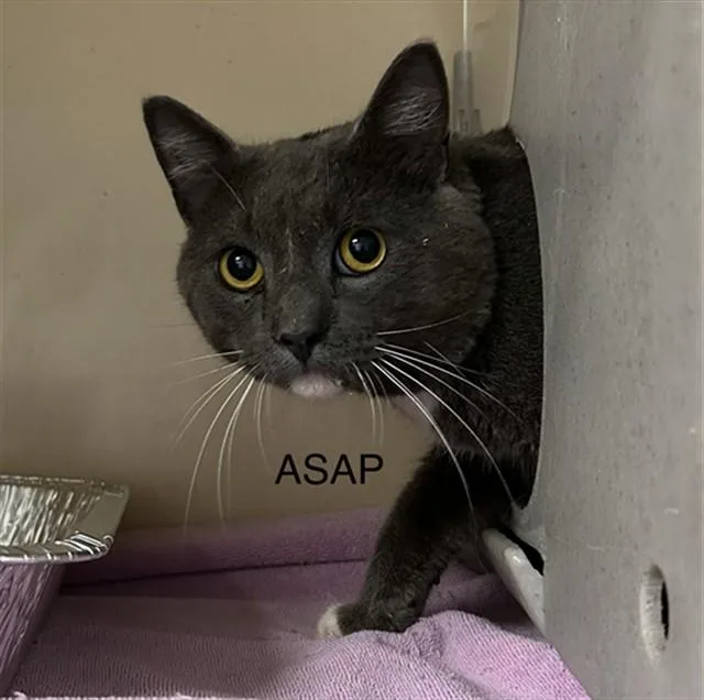 A young small-sized male Domestic Short Hair cat named Asap for adoption in Lincolnton, NC