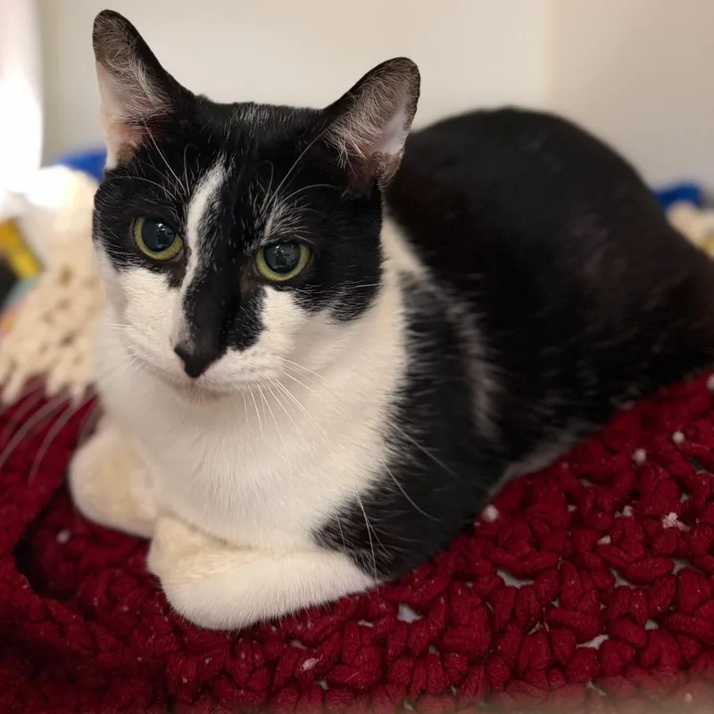 A young medium-sized male Black Domestic Short Hair cat named Acer for adoption in West Palm Beach, FL