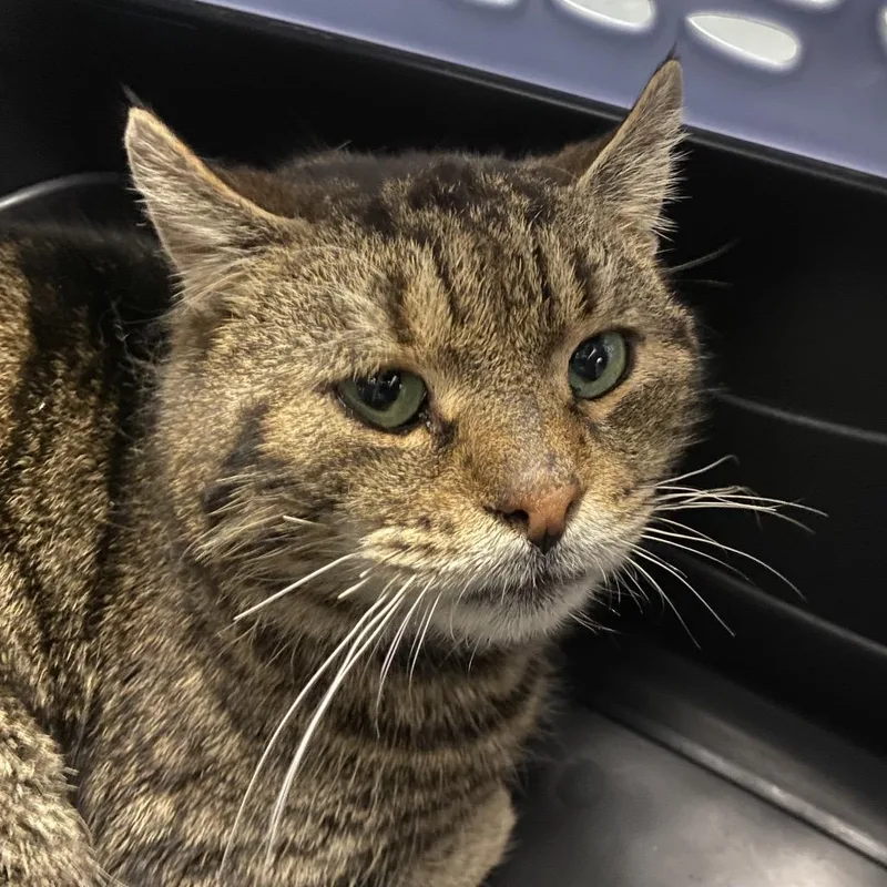 Huckleberry thumbnail 3