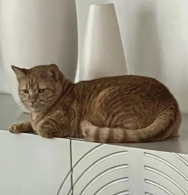 Nala thumbnail 3
