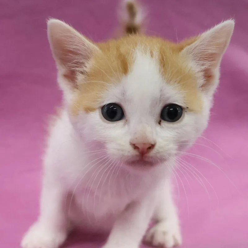 A baby small-sized male White Domestic Short Hair cat named Topaz C for adoption in Princeton, MN