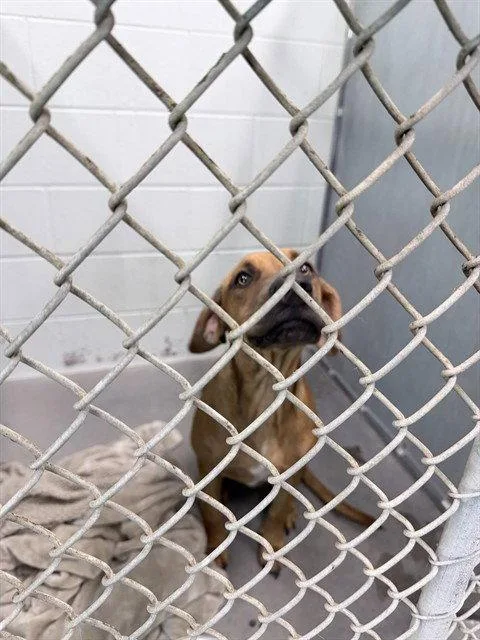 A young medium-sized female Black Mouth Cur dog named Gidget for adoption in Tavares, FL