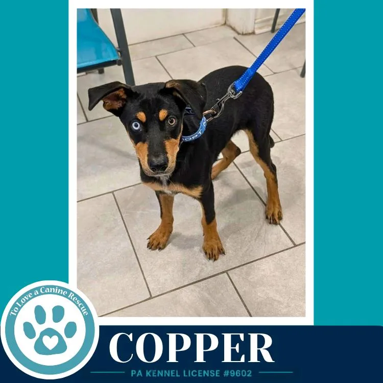 A baby medium-sized male Brown / Chocolate Plott Hound dog named Copper for adoption in Kimberton, PA