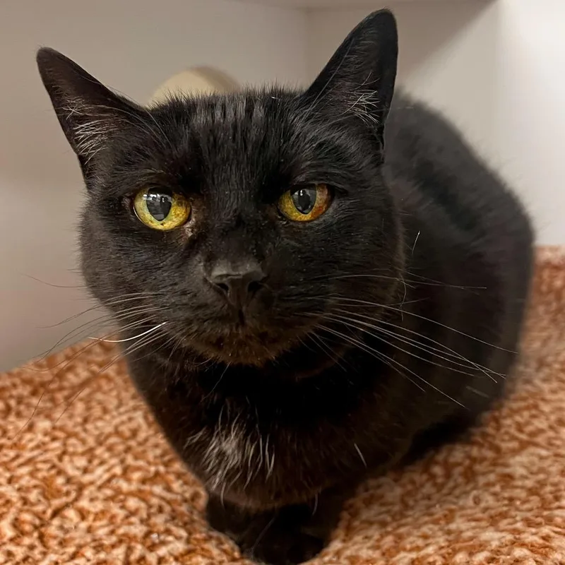 A senior medium-sized female Black Domestic Short Hair cat named Jazzy for adoption in Arlington Heights, IL