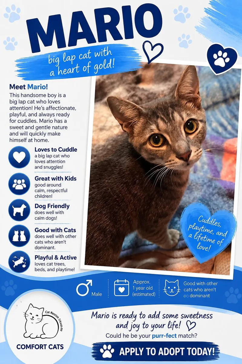 A young medium-sized male Tabby (Gray / Blue / Silver) Domestic Short Hair cat named Mario for adoption in Moore, SC
