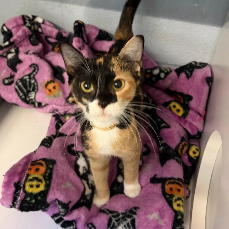 A young small-sized female Calico Domestic Short Hair cat named Sienna for adoption in Lakewood, CO