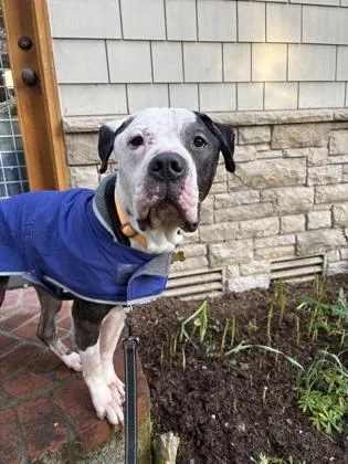 An adult large-sized male American Staffordshire Terrier dog named Russell for adoption in Sultan, WA
