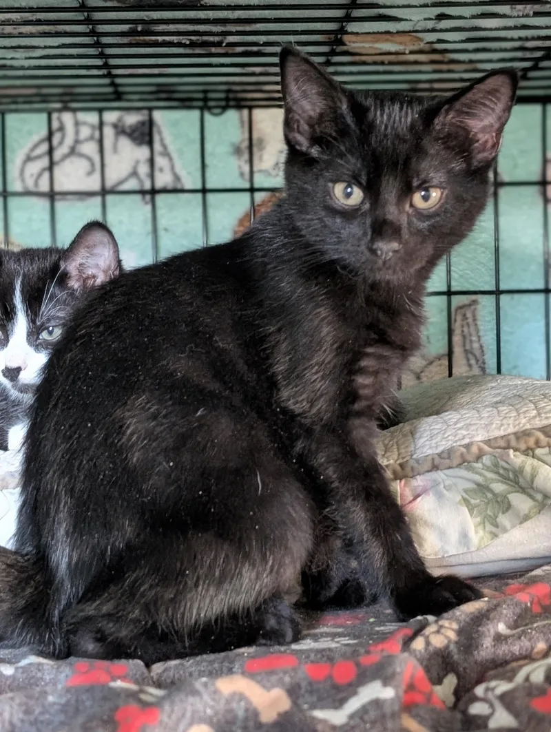 A baby medium-sized male Black Domestic Medium Hair cat named Doc for adoption in Tilton, IL
