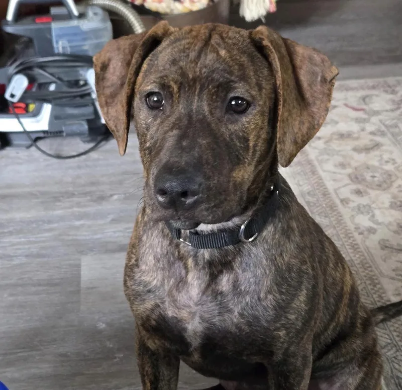 A baby medium-sized female Hound dog named Fauna for adoption in Kutztown, PA