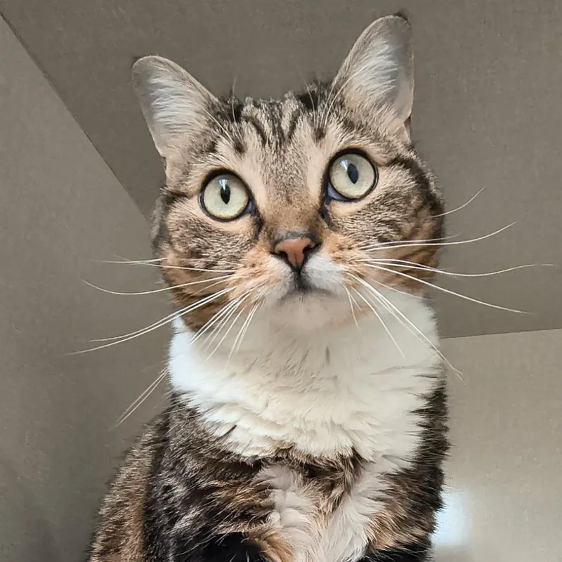 An adult medium-sized female Tabby (Gray / Blue / Silver) Domestic Short Hair cat named Hazel for adoption in Saint Marys, PA