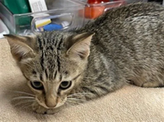 A baby small-sized female Domestic Short Hair cat named Gwen for adoption in Baytown, TX