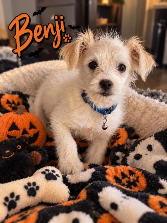 A young small-sized male Yellow / Tan / Blond / Fawn Poodle dog named Benji for adoption in North Bend, WA