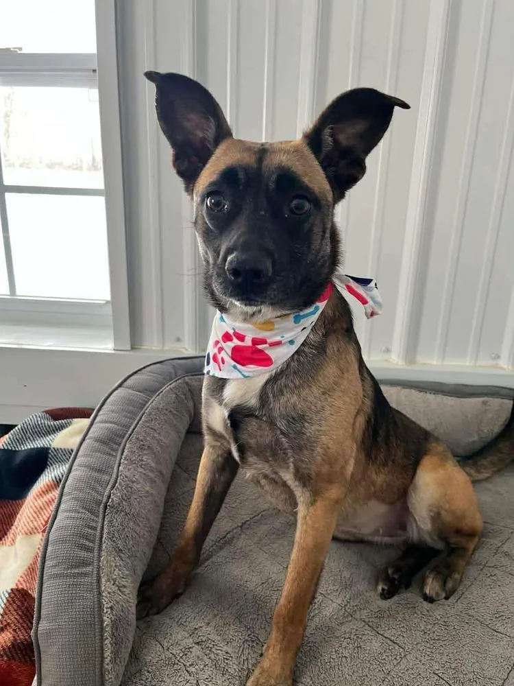 A young medium-sized female Tricolor (Brown, Black, & White) Shepherd dog named Izzy for adoption in Osgood, IN