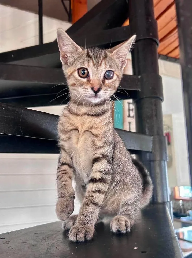 A baby small-sized female Domestic Short Hair cat named Hazel for adoption in Milton, DE