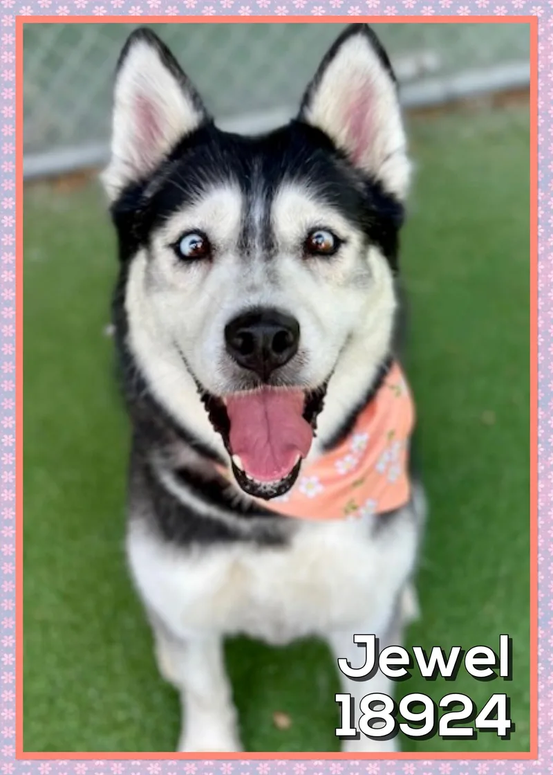 An adult medium-sized female Black Siberian Husky dog named Jewel for adoption in Marietta, GA