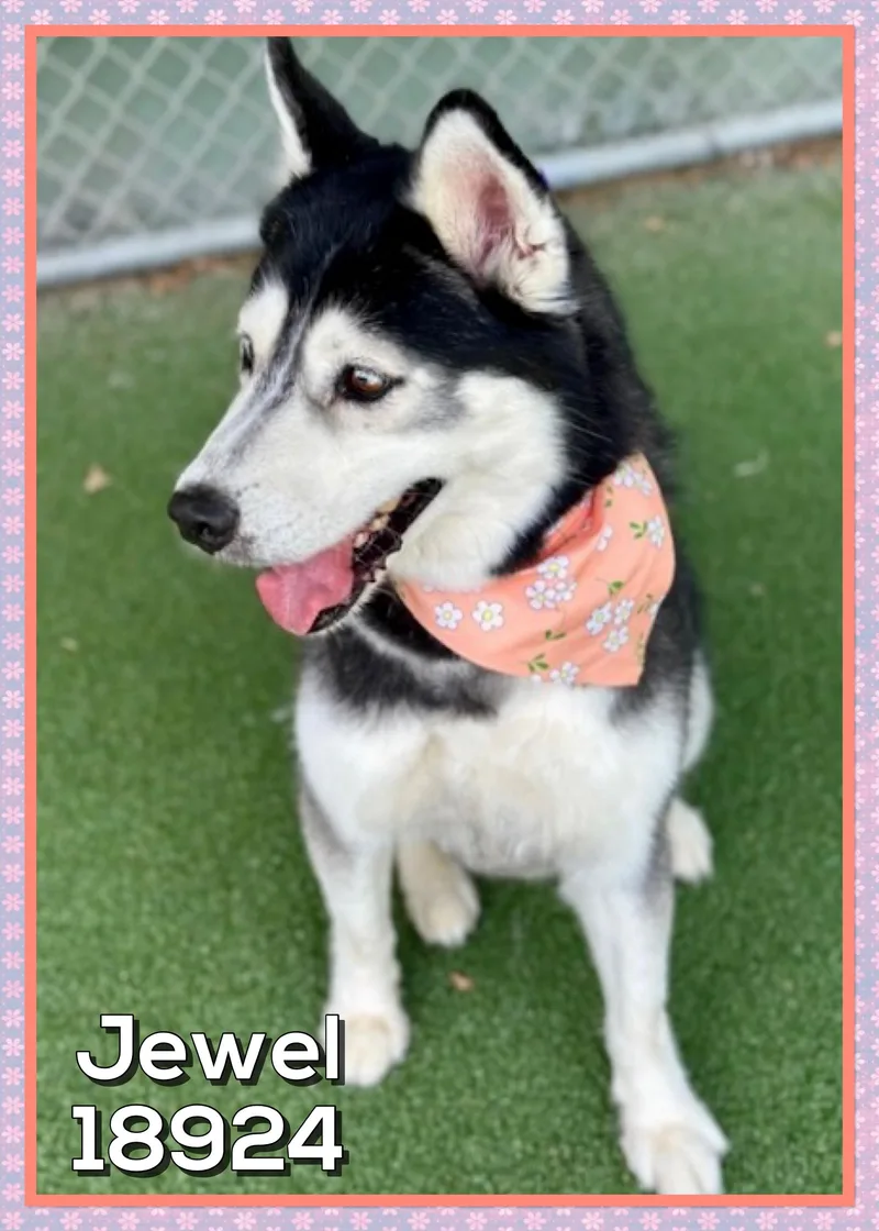 Jewel thumbnail 4