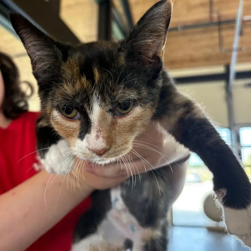 A young small-sized female Tortoiseshell Domestic Short Hair cat named Mandy for adoption in Leander, TX