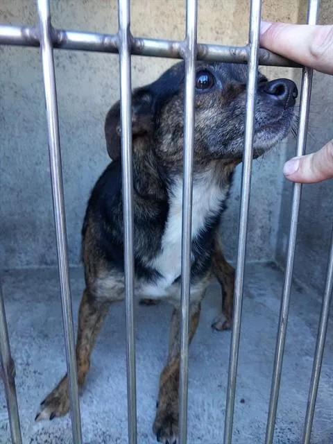 An adult small-sized female Chihuahua dog named Nia for adoption in Fort Lauderdale, FL