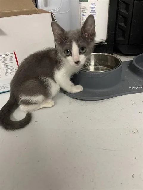 A baby small-sized male Domestic Short Hair cat named Riley for adoption in Corpus Christi, TX