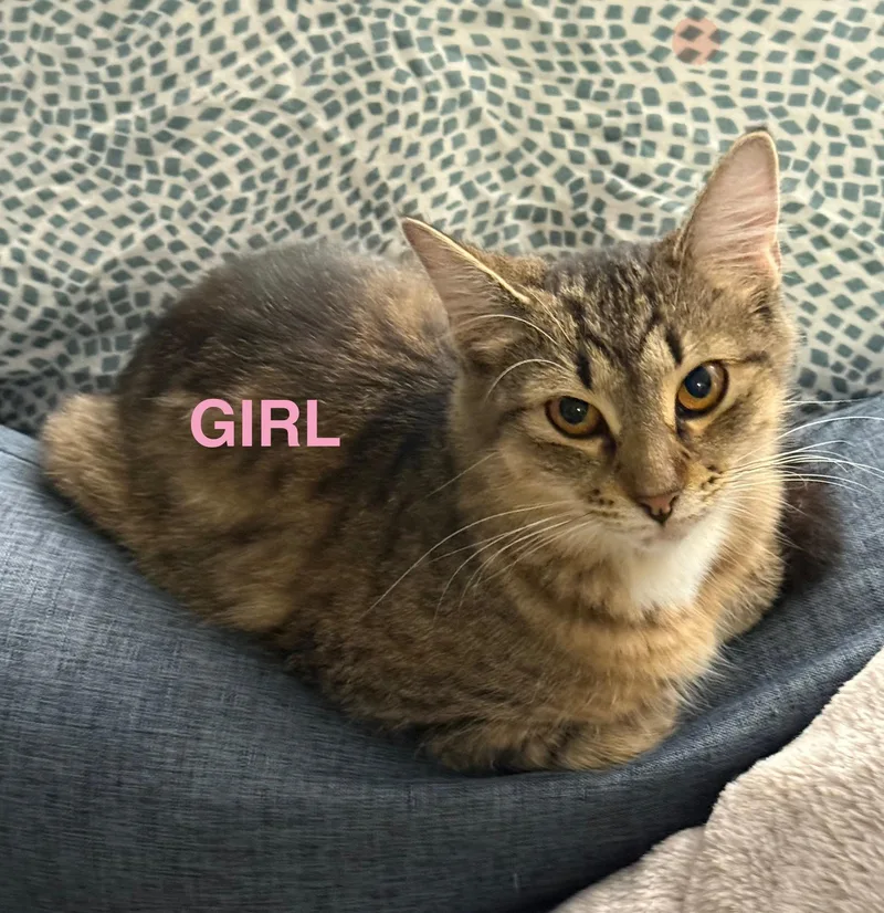 A young medium-sized female Brown / Chocolate Tabby cat named Ashley for adoption in Los Angeles, CA