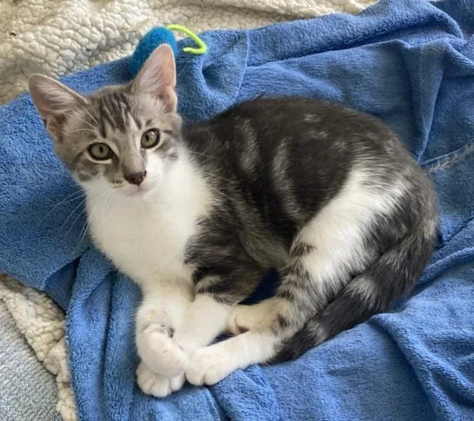 A baby small-sized male Domestic Short Hair cat named Benny for adoption in Burbank, CA