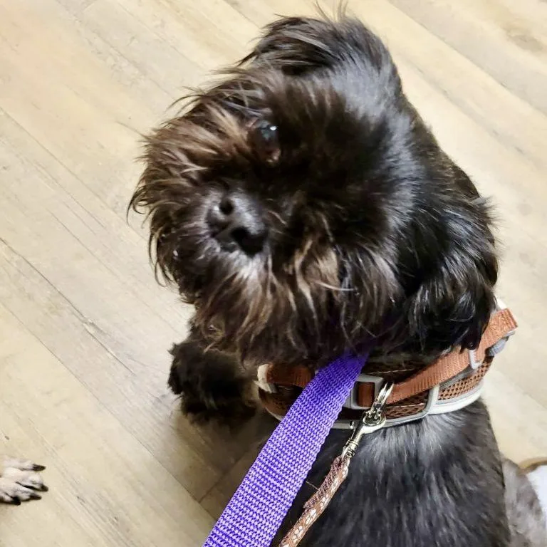 An adult medium-sized male Shih Tzu dog named Monsta for adoption in Hillsborough , NC