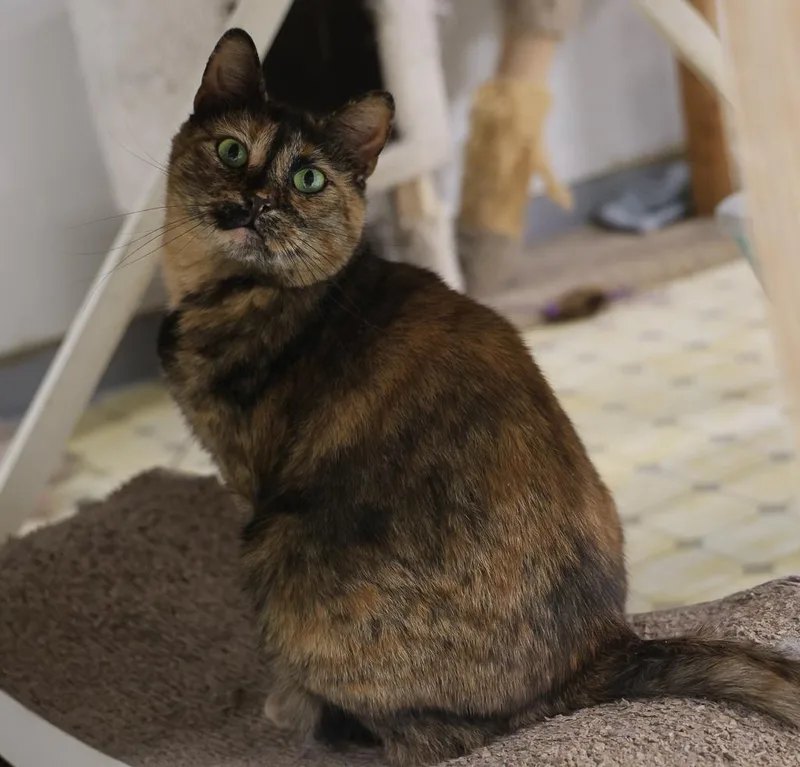 A senior medium-sized female Torbie Domestic Short Hair cat named Alainavery Shy for adoption in Anchorage, AK