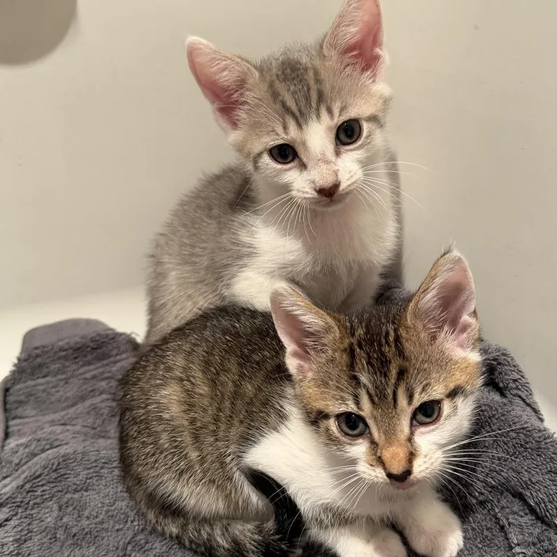A baby small-sized female Gray / Blue / Silver Domestic Short Hair cat named Dove for adoption in Port Richey, FL