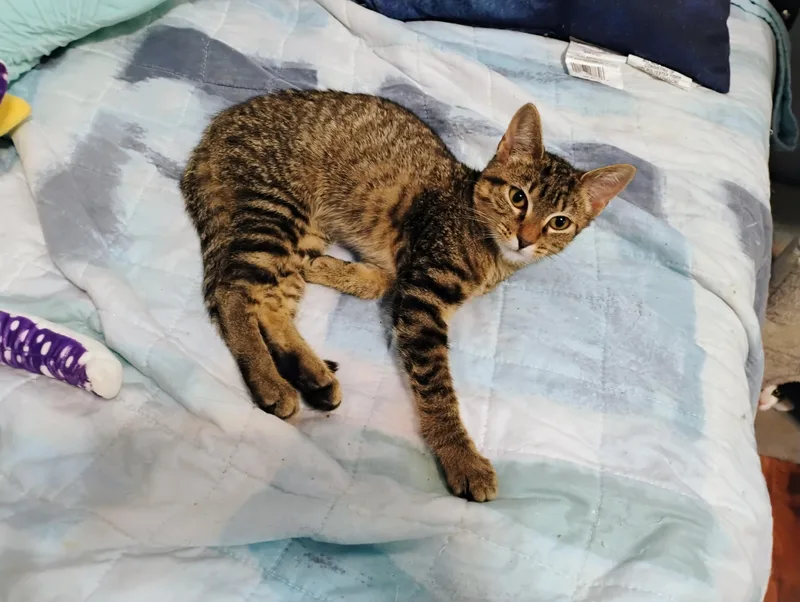Gabby