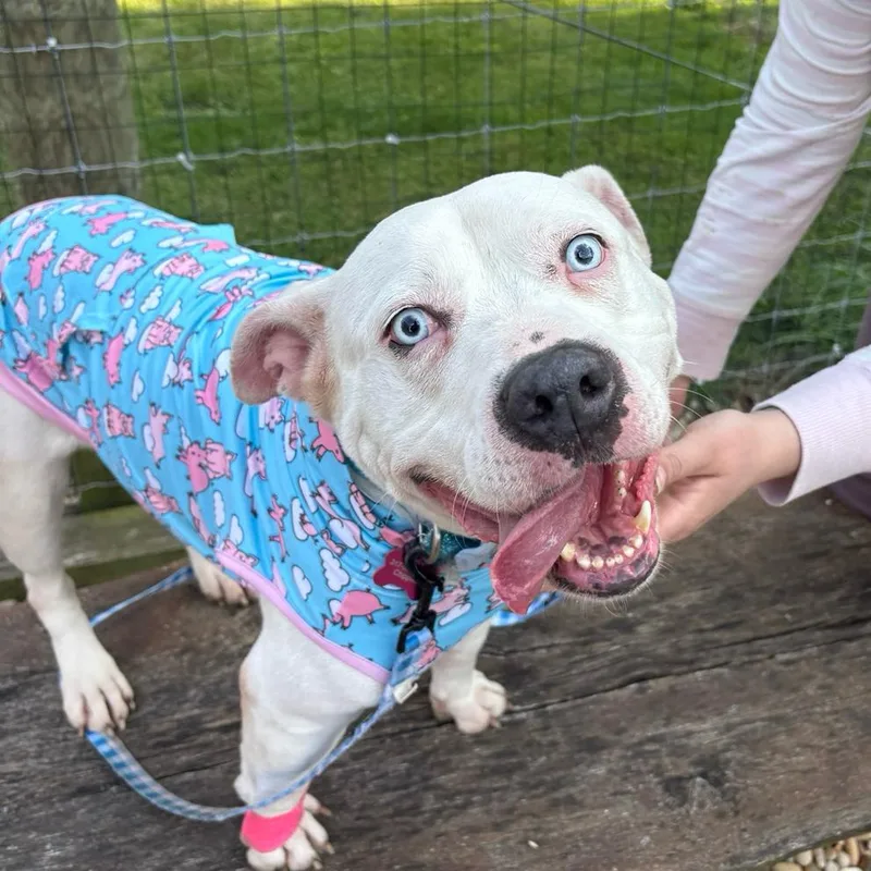 An adult large-sized female White / Cream Pit Bull Terrier dog named Kali for adoption in Mooresville, IN