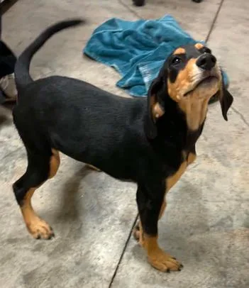 A baby medium-sized female Black and Tan Coonhound dog named Lucy for adoption in Lampasas, TX