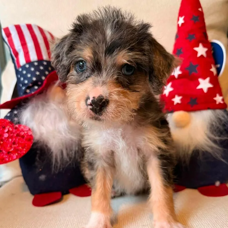 A baby small-sized female Gray / Blue / Silver Cairn Terrier dog named Abbie for adoption in Lutz, FL
