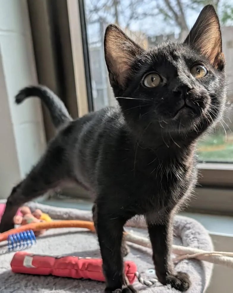 A baby medium-sized male Black Domestic Short Hair cat named Vamp for adoption in Yorkville, IL