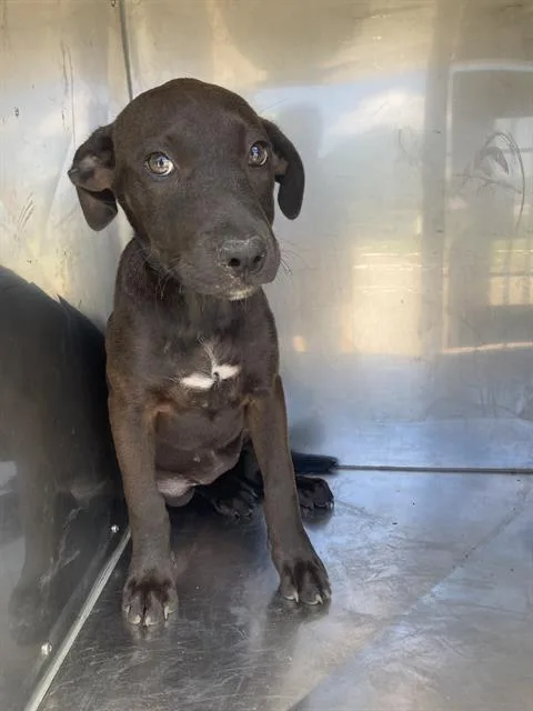 A baby large-sized female Mixed Breed dog named Cocoa for adoption in Dallas, TX