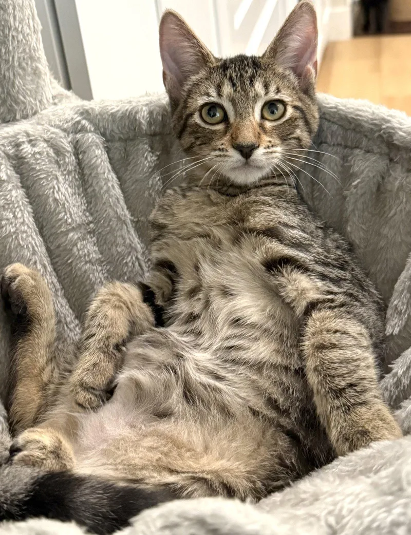 A baby medium-sized male Brown / Chocolate Domestic Short Hair cat named Vik for adoption in Oviedo, FL