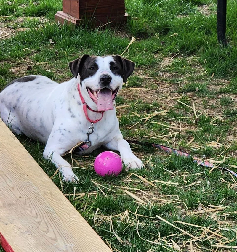 Rocky Dude thumbnail 2