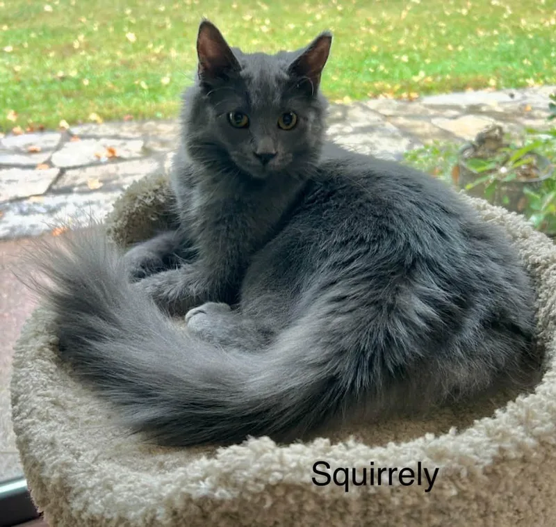 A baby medium-sized female Domestic Long Hair cat named Squirrely for adoption in Herculaneum, MO