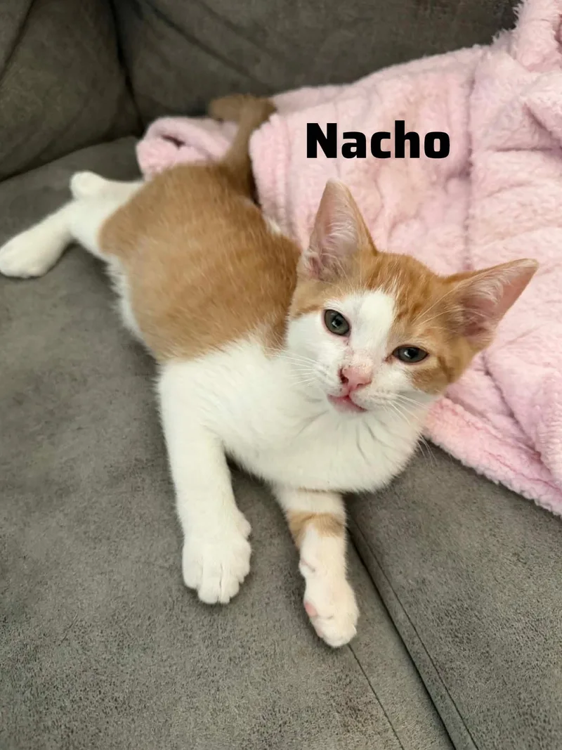 A baby small-sized male Orange & White Domestic Short Hair cat named Hacho for adoption in Shrewsbury, MA