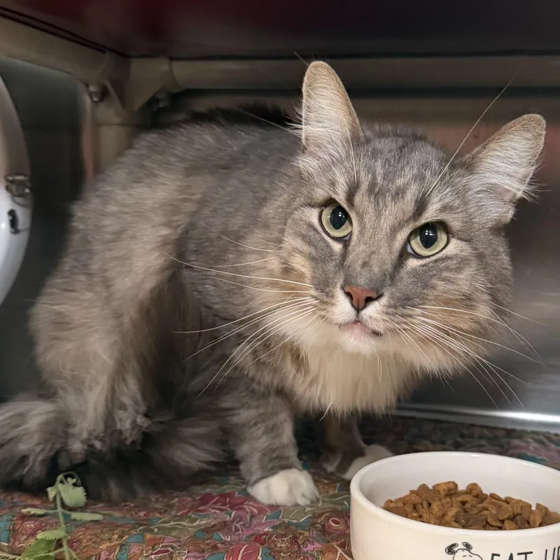 A young large-sized male Domestic Medium Hair cat named Chestnut Avail by Appt for adoption in Kennebunk, ME