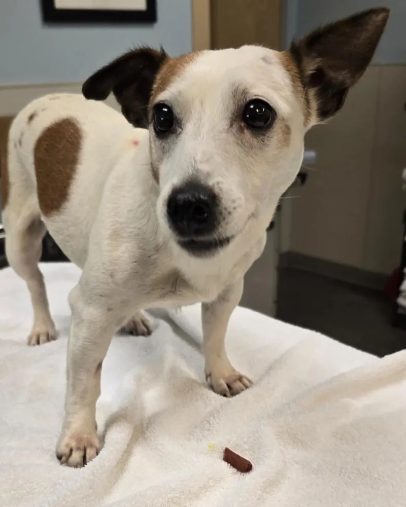 An adult small-sized female Jack Russell Terrier dog named Mrs. Frazzel for adoption in Murphysboro, IL
