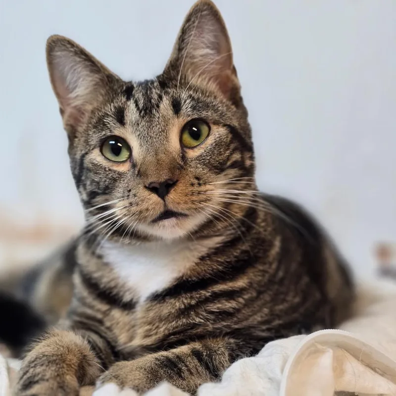 A young small-sized female Brown / Chocolate Domestic Short Hair cat named Bobbi Brady for adoption in Durham, NC