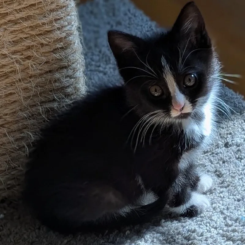 Houdini