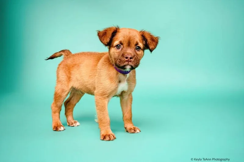 A baby medium-sized male Mixed Breed dog named Wally for adoption in Statesboro, GA