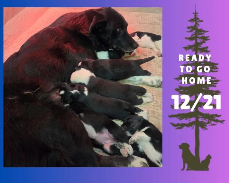 An adult large-sized female Black Border Collie dog named Mamma Spud for adoption in North Bend, WA