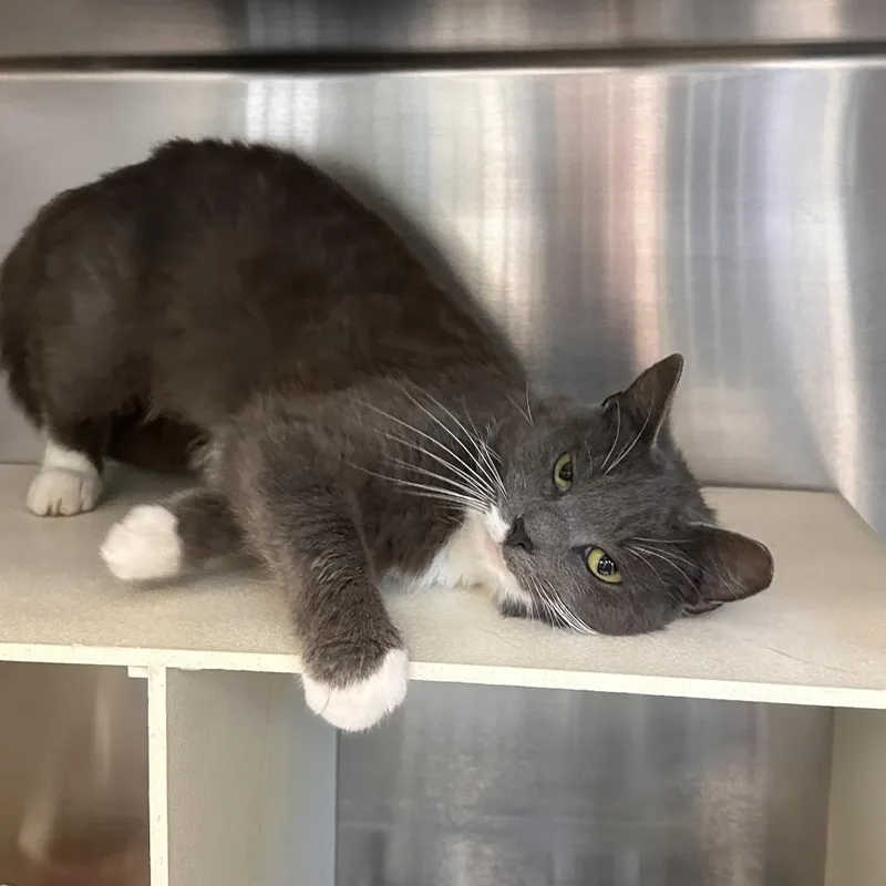 A young medium-sized female Gray / Blue / Silver Domestic Short Hair cat named Blue for adoption in Newark, NJ