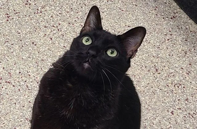A senior small-sized male Domestic Short Hair cat named Frodo for adoption in Tucson, AZ